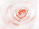 Fototapeta Sypialnia - Close up of rose flower for background