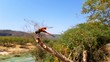 © Ingmar - Red dragonfly on a branch in an oasis in the desert
