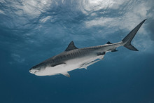 Tiger Shark In Transparent Waters