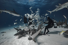 Shark Feeding In The Bahamas