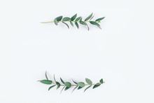 Green Eucalyptus Branches On A White Background. Flat Lay, Top View.