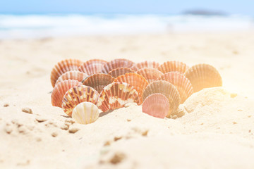 Wall Mural - beautiful seashells in the sand on the sea coast