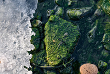 Green Algae Covered Boulders At Sea Coast Beach. Background And Surface Texture. Sea Algae Or Green Moss Stuck On Stone. Rocks Covered With Green Seaweed In Ocean Water.