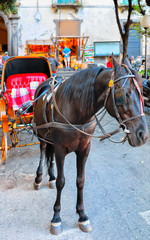 Wall Mural - Horse carriage in street of Sorrento reflex