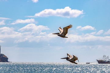 two brown pelicans fly high in the blue sky over the Pacific Ocean on the Nicaraguan coast