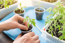 Closeup Farmer Hands Seeding Little Tomato Plants In Pots At Home. Growing Seedling, Transplant, Planting Concept