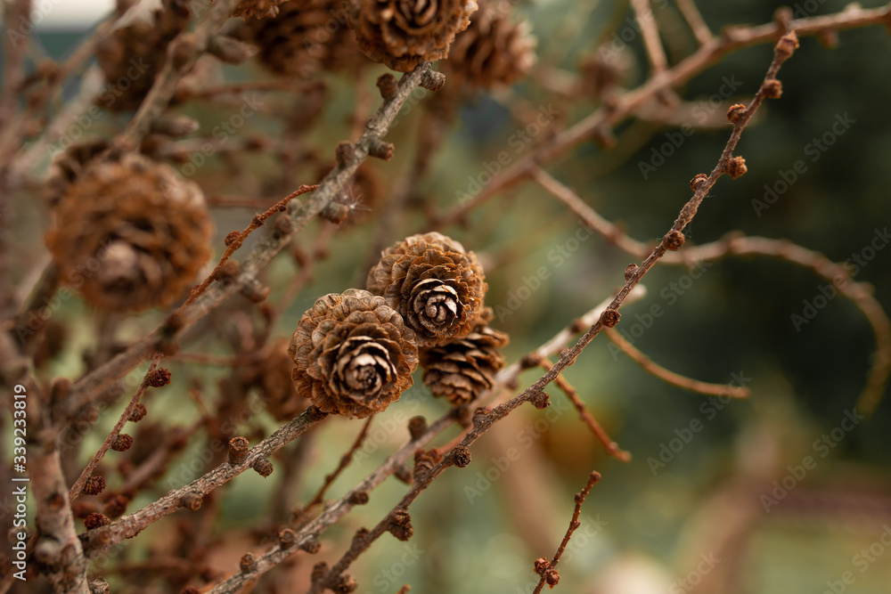 piñas naturales de decoración Stock Photo | Adobe Stock