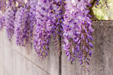 Fototapeta Kwiaty - Hängende Blütentrauben der Wisteria (Blauregen) an einer Betonmauer im Frühling