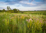 Fototapeta  - Sunset light on an expansive landscape of late summer prairie wildflowers.