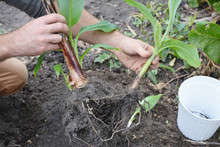 The Dwarf Cavendish Banana Propagation: A Gardener Is Detaching Banana Pups, Young Plants From The Main Parent Plant.