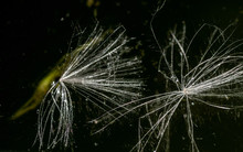 Seeds Of A Plant With Fluff For Distribution Through The Air, With Water Drops. On A Dark Background. Selective Focus.