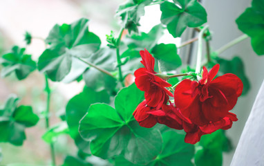 Red geraniums in a summer garden. Summer concept.