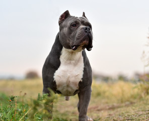 Wall Mural -  a strong american bully dog