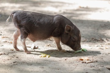 Wall Mural - Farm animal piglet young domestic,  hog.