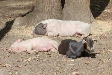 Wall Mural - Farm animal piglet young domestic,  pig swine.