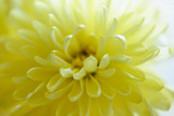 Fototapeta Tęcza - Close up macro photo of light yellow daisy