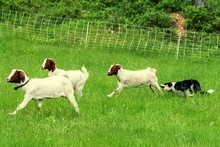 Border Collie Herding Goats On Field
