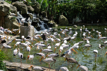 Yellow-billed stork in the pond in the pasture in the bird park in Kuala Lumpur