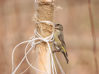 Red common crossbill loxia curvirostra female gathering material for building nest, grabbing ropes. Cute little forest songbird in wildlife.