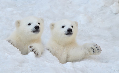 two polar bears