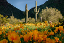 Saguaro Cactus Standing In Spotlight In Wildflowers In The Sonoran Desert