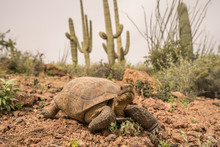 Desert Tortoise Walking In Tucson Mountain Park, Saguaro Cactus In Background