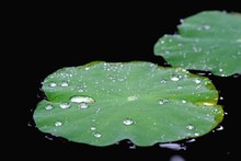 High Angle View Of Water Drops On Lily Pads Floating On Lake