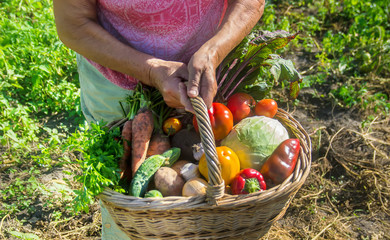 Wall Mural - Grandmother with vegetables in the garden. Selective focus.