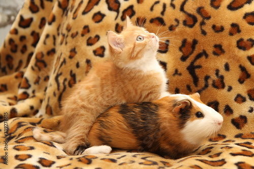 kitten and guinea pig on a bed