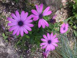 Fototapeta Kwiaty - spring flowers in the garden