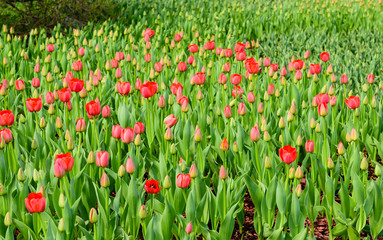 Background with bright tulips, beautiful spring landscape in Moscow, Russia