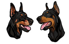 Dog Heads, Doberman Pinscher Breed, Full-color Illustration