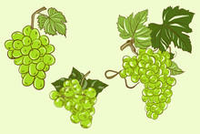 Vector Illustration Of Green Bunches Of Grapes With Leaves On A Light Green Background