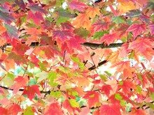 Low Angle View Of Pink Maple Leaves