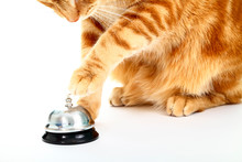 Ginger Cats Paw About To Ring A Service Bell For Attention