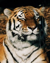 Close-up Of Tiger Sleeping