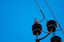 Turtle Dove Sits On A Dais On A Lamppost