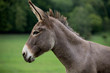 grey donkey on green background, big ears, nature photography, animal photo, green background 