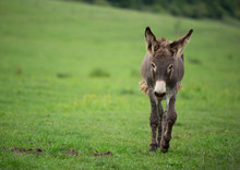 Grey Donkey On Green Background, Big Ears, Nature Photography, Animal Photo, Green Background 