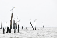 Great Egrets Perching On Wooden Post In Sea Against Sky