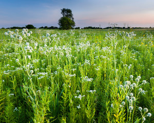 Wall Mural - Twilight over a Midwest prairie filled with blooming rattlesnake master native summer wildflowers.