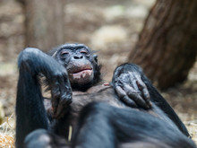 Chimpanzee Relaxing At Zoo