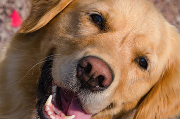 beau golden retriever joyeux et en gros plan