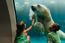 Swimming Polar Bear In The Zoo, With Kids Laughing And Playing With The Bear, Reaching Out For Him