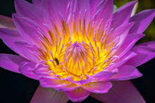 Water Lily Blooming With Colorful Purple Pedals And Bug