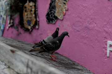 pigeons on house roof