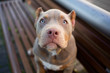 Brown dog with blue eyes American bully sitting on wooden bench and looking up 