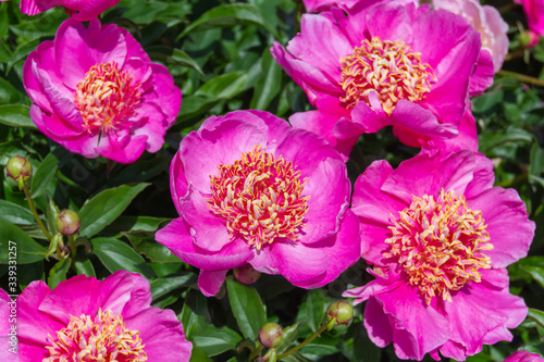 Beautiful pink peonies in the garden.