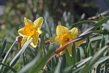 2 Yellow Daffodils