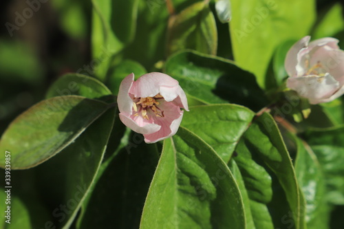 Cuadros en Lienzo paysage de printemps fleur du cognassier